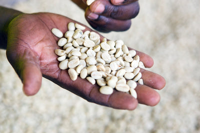 Rwanda Microlot- June's Coffee of the Month