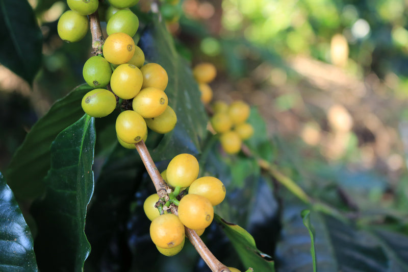 Brazil Yellow Bourbon