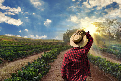 Medellín, Colombia Coffee – September Coffee of the Month