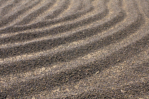Coffee Of the Month: Fazenda Pinhal