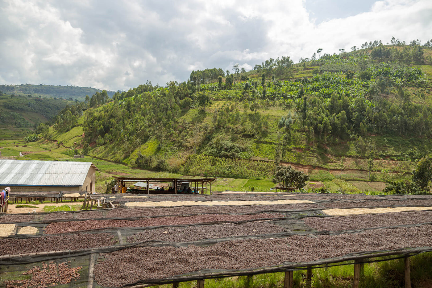Rwanda Coffee
