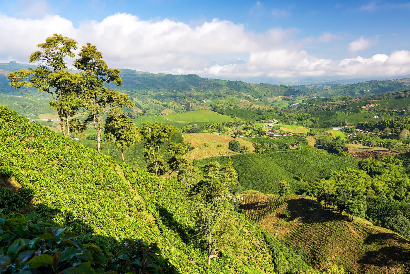 Single Origin Coffee